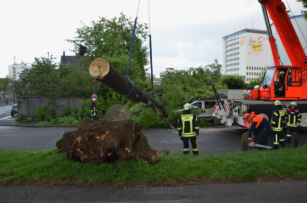 Baum auf Fahrbahn Koeln Deutz Alfred Schuette Allee Mole P644.JPG - Miklos Laubert